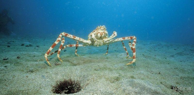 خرچنگ عنکبوتی ژاپنی / Japanese spider crab / Macrocheira kaempferi خرچنگ عنکبوتی ژاپنی / Japanese spider crab / Macrocheira kaempferi