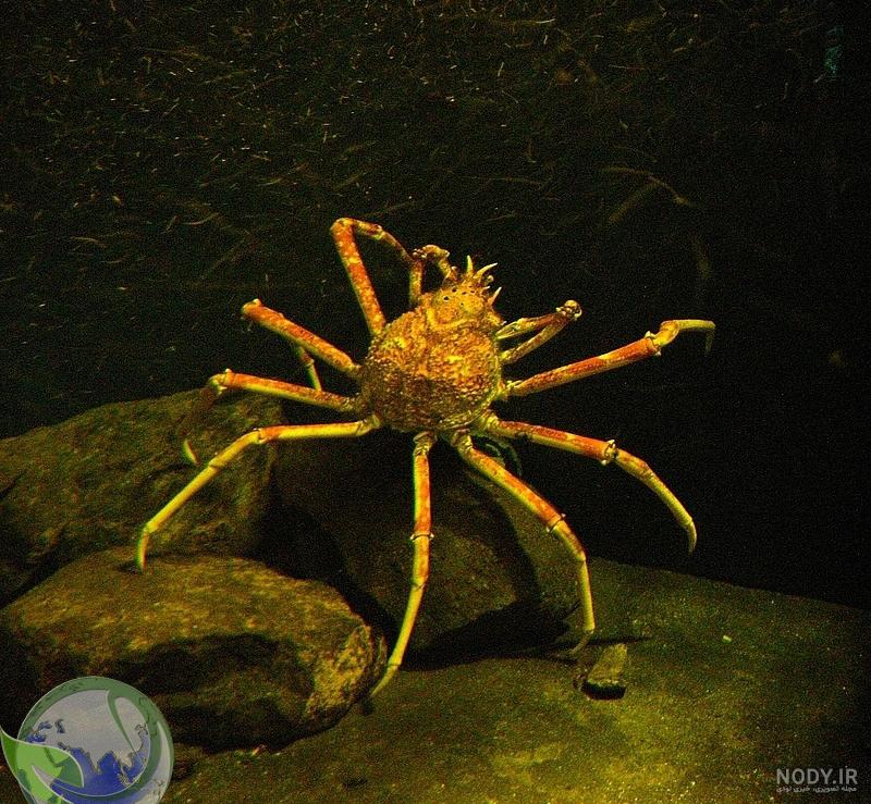 راز بقا - خرچنگ عنکبوتی ژاپنی / Japanese spider crab / Macrocheira ... راز بقا - خرچنگ عنکبوتی ژاپنی / Japanese spider crab / Macrocheira ...