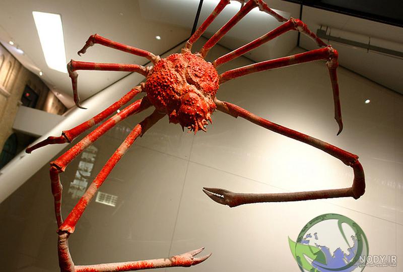 راز بقا - خرچنگ عنکبوتی ژاپنی / Japanese spider crab / Macrocheira ... راز بقا - خرچنگ عنکبوتی ژاپنی / Japanese spider crab / Macrocheira ...
