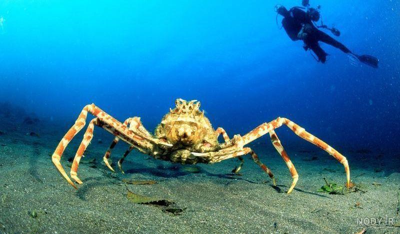 راز بقا - خرچنگ عنکبوتی ژاپنی / Japanese spider crab / Macrocheira ... راز بقا - خرچنگ عنکبوتی ژاپنی / Japanese spider crab / Macrocheira ...