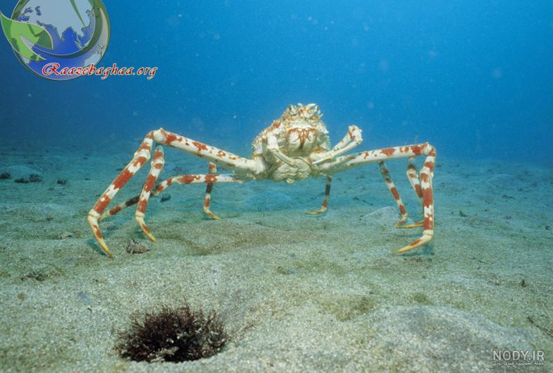راز بقا - خرچنگ عنکبوتی ژاپنی / Japanese spider crab / Macrocheira ... راز بقا - خرچنگ عنکبوتی ژاپنی / Japanese spider crab / Macrocheira ...