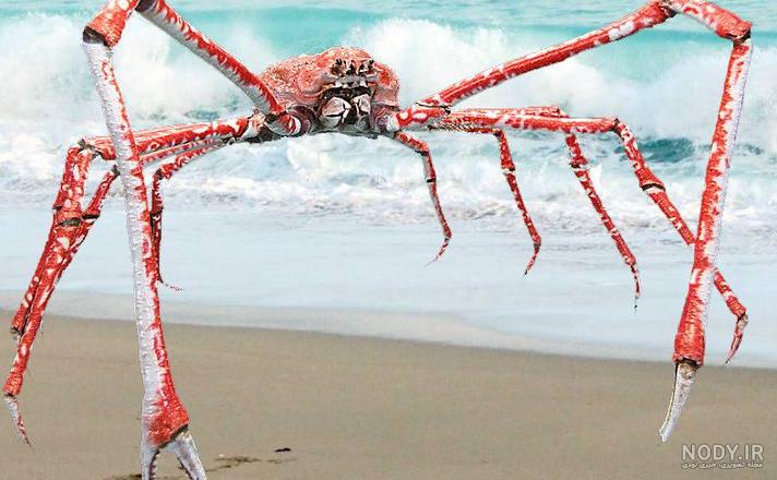 راز بقا - خرچنگ عنکبوتی ژاپنی / Japanese spider crab / Macrocheira ... راز بقا - خرچنگ عنکبوتی ژاپنی / Japanese spider crab / Macrocheira ...