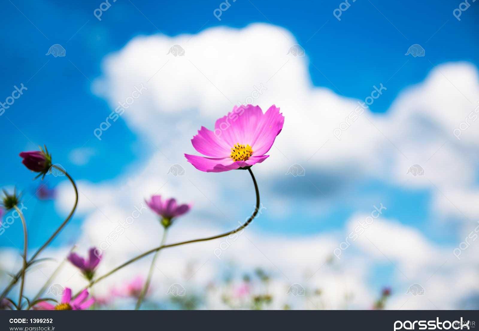 عکس گل و اسمان