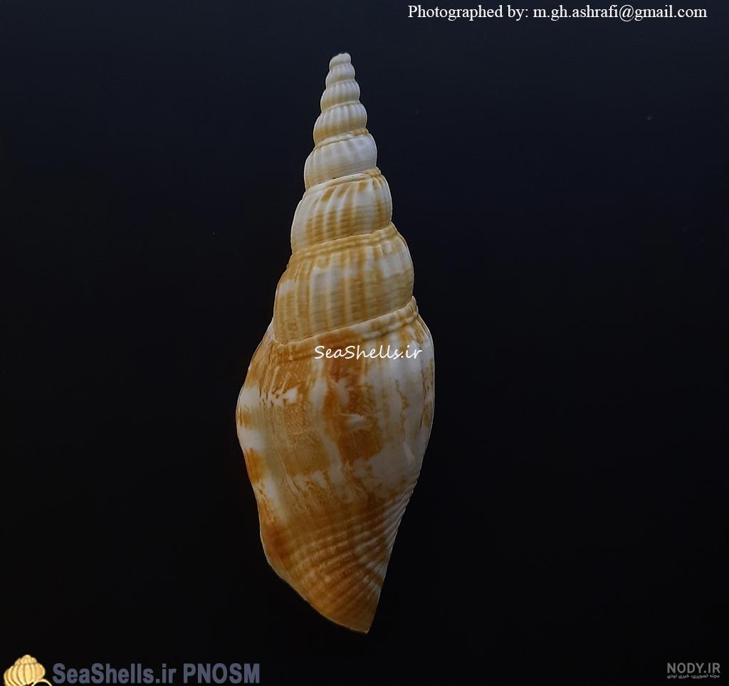 Dolomena variabilis - PNOSM