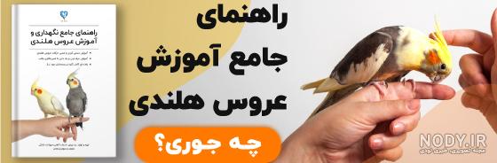 انواع نژاد عروس هلندی با عکس و بررسی | پردونه