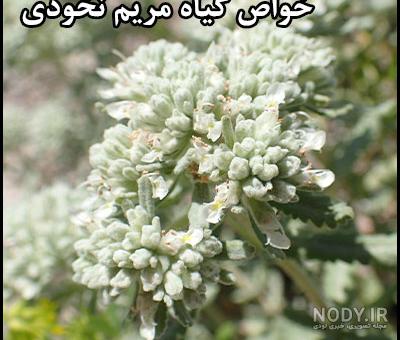 خواص شگفت انگیزگیاه مریم نخودی - آشا مرجع عصاره پودری