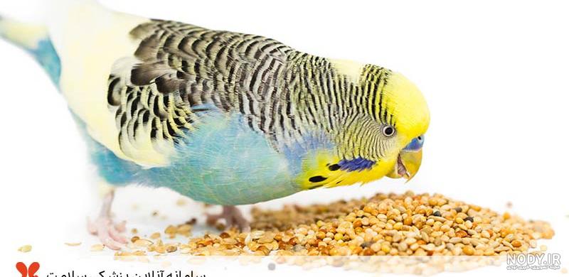 ظرف استیل غذای پرندگان شرکت فرپلاست - نسیم یاس