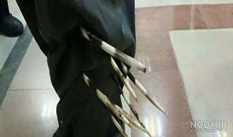 عکس جوجه تیغی زخمی عکس جوجه تیغی زخمی