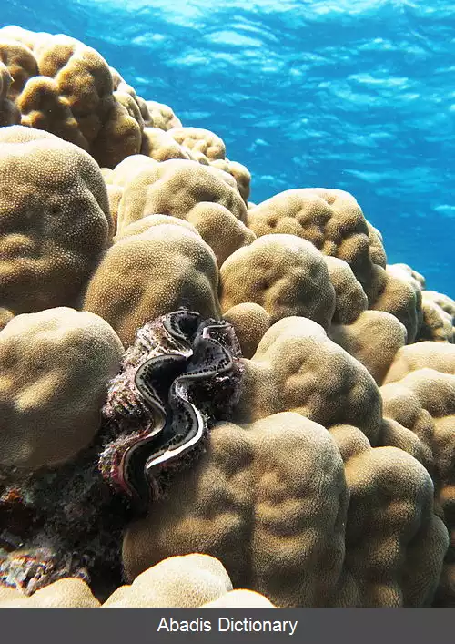 عکس صدف غول پیکر