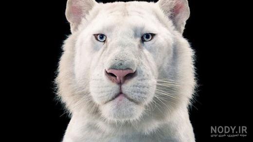 عکس های صورت حیوانات عکس های صورت حیوانات