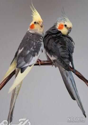 عکس عروس هلندی ابلق