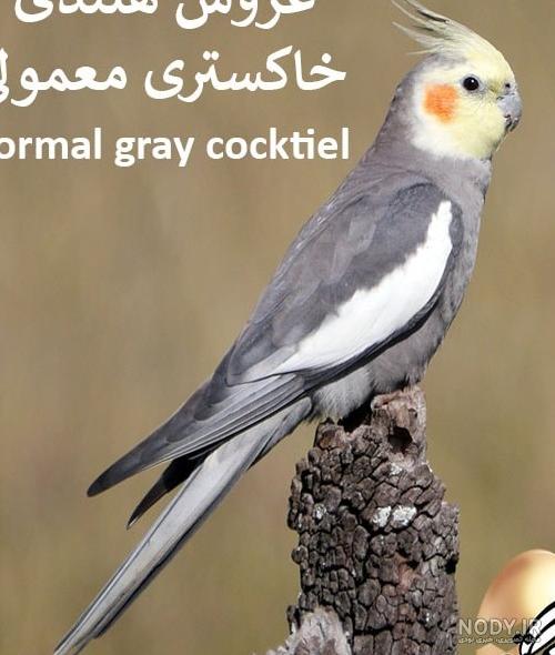 عکس عروس هلندی نر گل باقالی - کامل (مولیزی)