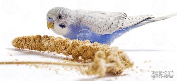 غذاهای ممنوعه برای پرنده زینتی