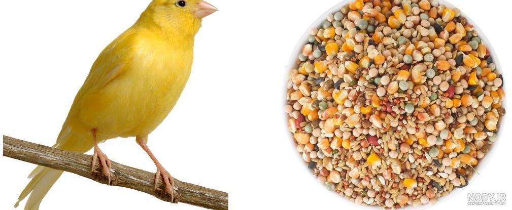 غذای طوطی برزیلی (کوتوله) یا لاوبرد از جوجگی تا بزرگسالی- پت پُرس