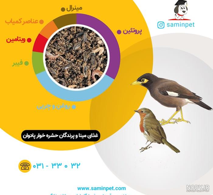 فروش عمده انواع غذای پرندگان خانگی - دارا پت