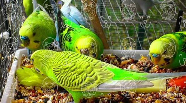 فروش عمده غذای خشک مخصوص مرغ عشق - دارا پت