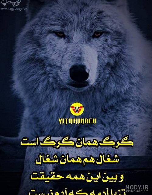 مجموعه عکس گرگ برای پروفایل واتساپ (جدید)