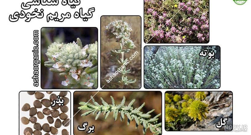 مریم نخودی ، مقوی معده و ضدعفونی کننده بدن - آموزشگاه جوانه سبز
