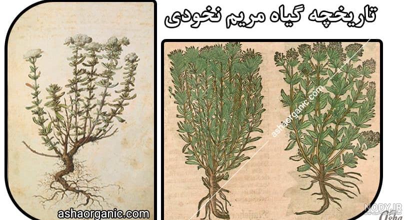 مریم نخودی طناز - معنی در دیکشنری آبادیس