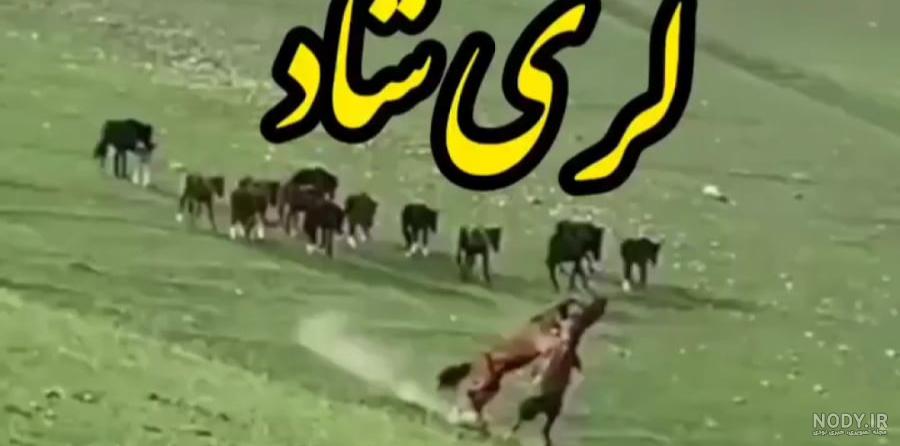 کلیپ لری شاد .برای وضعیت واتساپ .رضا میران کلیپ لری شاد .برای وضعیت واتساپ .رضا میران