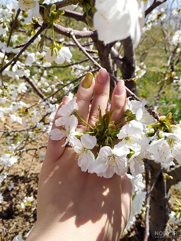finds.ir - آلبوم عکس فایندز | Spring blossoms in Japan Photo by ... finds.ir - آلبوم عکس فایندز | Spring blossoms in Japan Photo by ...