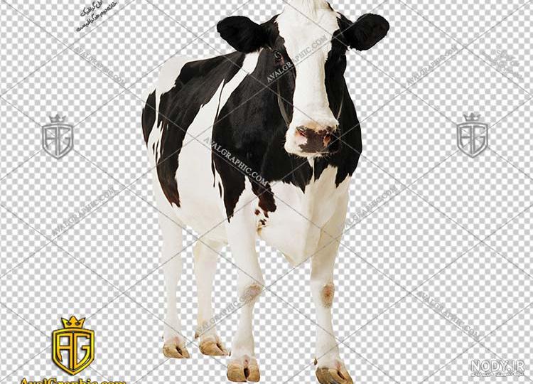 انواع نقاشی گاو آسان و زیبا برای آموزش و رنگ آمیزی کودکان