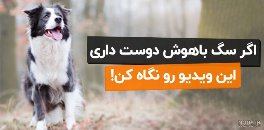 تصاویر سگ شیتزو تریر