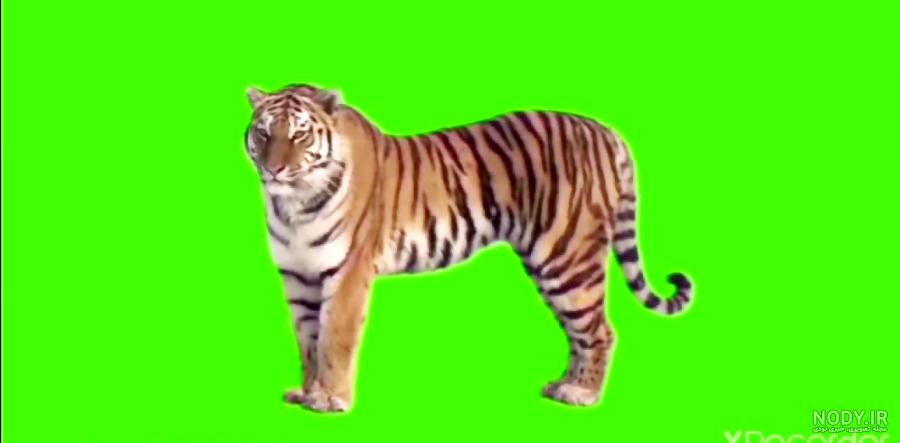 دانلود نرم افزار پرده سبز برای جایگزینی پس زمینه در عکس ها Green ... دانلود نرم افزار پرده سبز برای جایگزینی پس زمینه در عکس ها Green ...