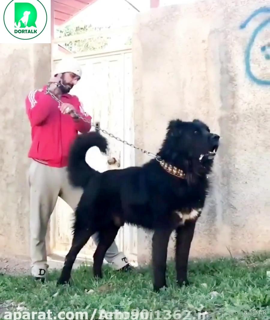 سگ سنگسری سگ کوهستان