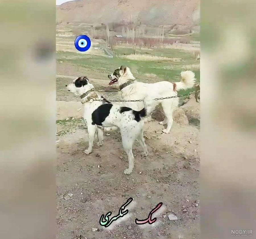 سگ سنگسری سگ کوهستان