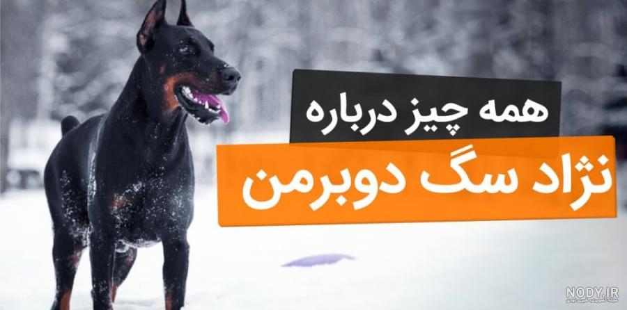 عکس از سگ شیتزو تریر - کامل (مولیزی)