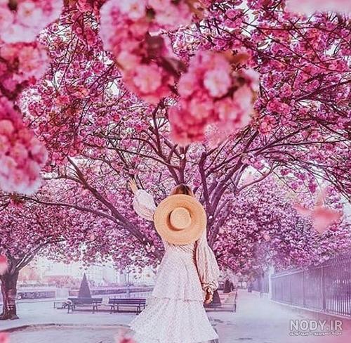 عکس با کیفیت شکوفه های زیبا برای افراد خوش سلیقه عکس با کیفیت شکوفه های زیبا برای افراد خوش سلیقه