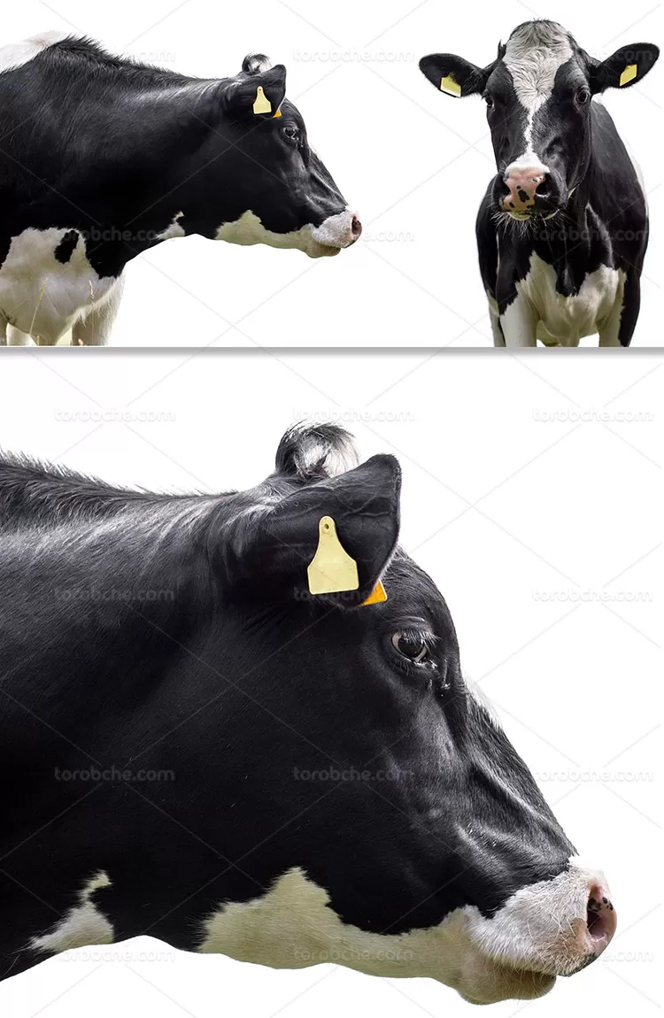 عکس بزرگترین گاو سیاه