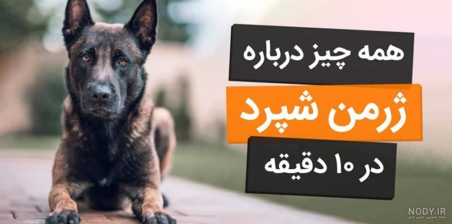 عکس سگ تریر سیاه