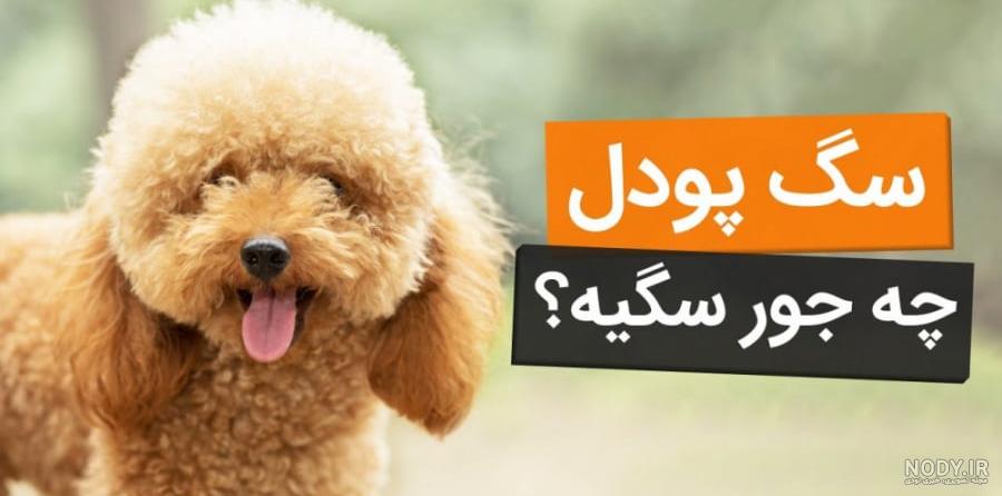 عکس سگ تریر مشکی - عکس نودی