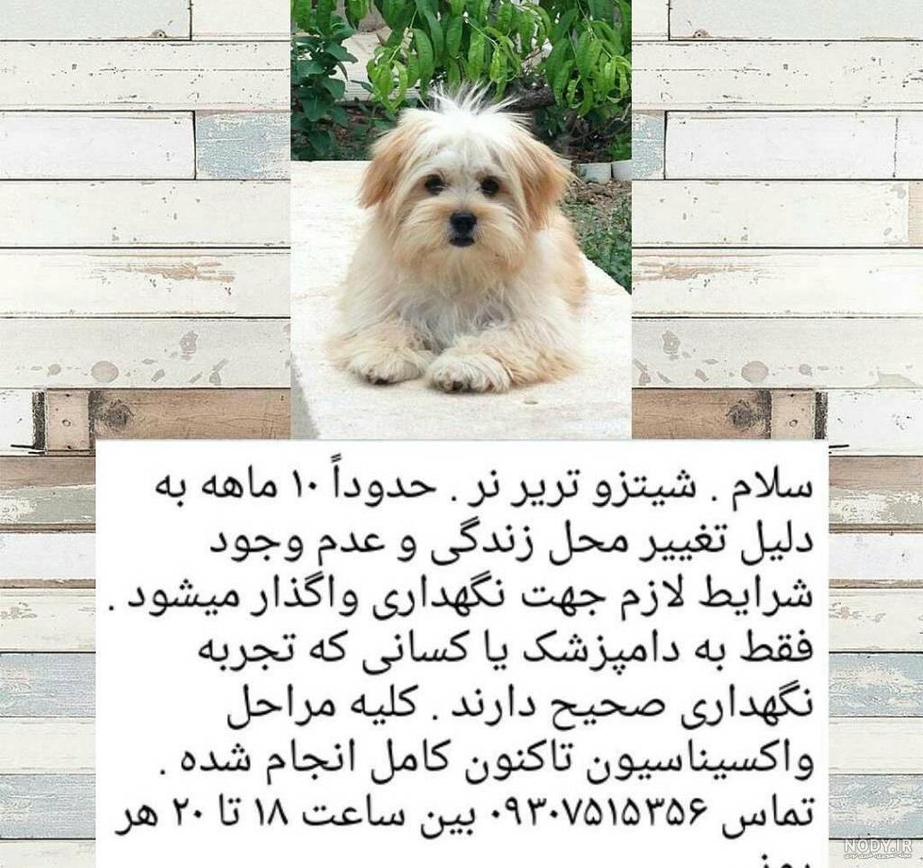 عکس سگ شیتزو تریر