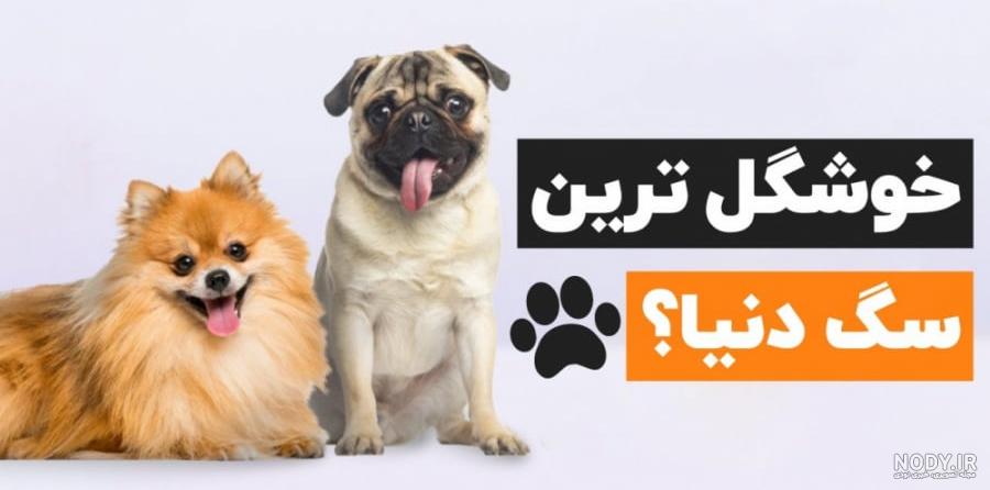 عکس سگ شیتزو تریر بالغ - کامل (مولیزی)