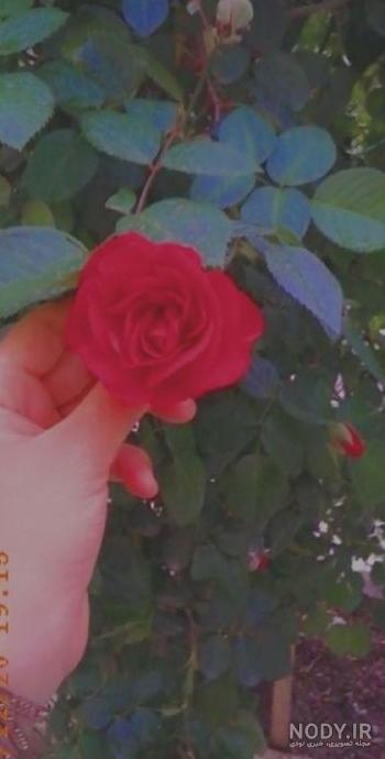 عکس شاخه گل فیک