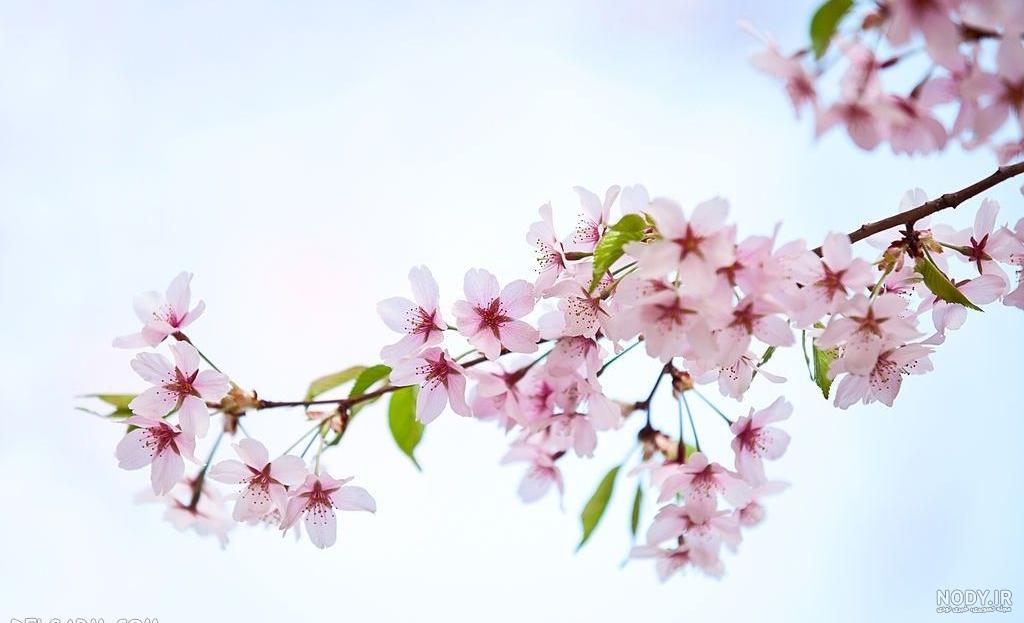 عکس شکوفه بهاری پروفایل عکس شکوفه بهاری پروفایل