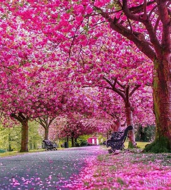 عکس شکوفه سفید بهاری - عکس نودی عکس شکوفه سفید بهاری - عکس نودی