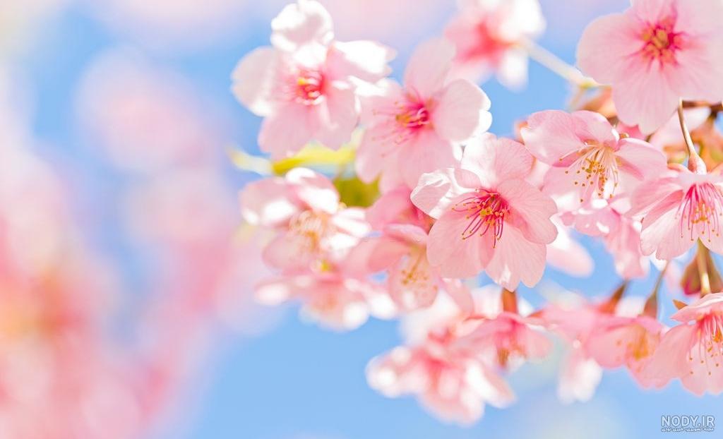 عکس پروفایل شکوفه های بهاری