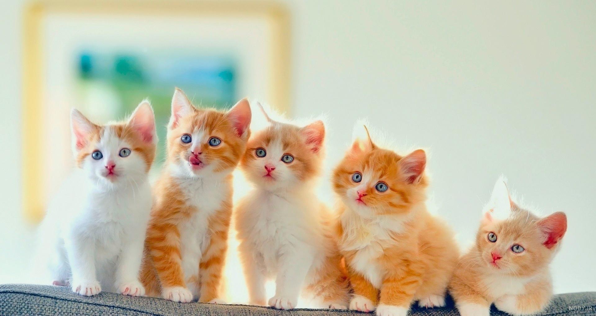 عکس پس زمینه گوشی گربه