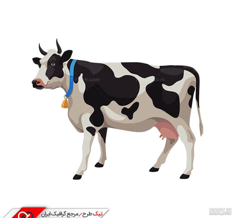 عکس گاو سیاه و سفید با دو شاخ بزرگ از نمای نزدیک – عکس با کیفیت و ...