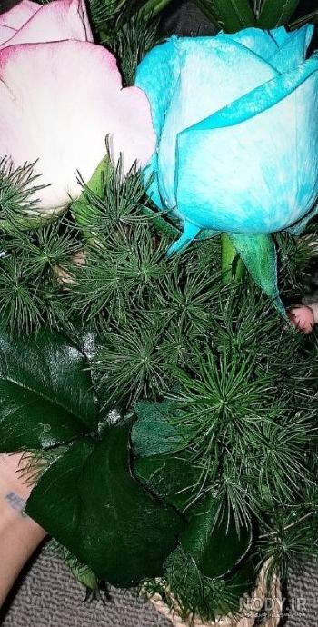 عکس گل فیکوس شرابی