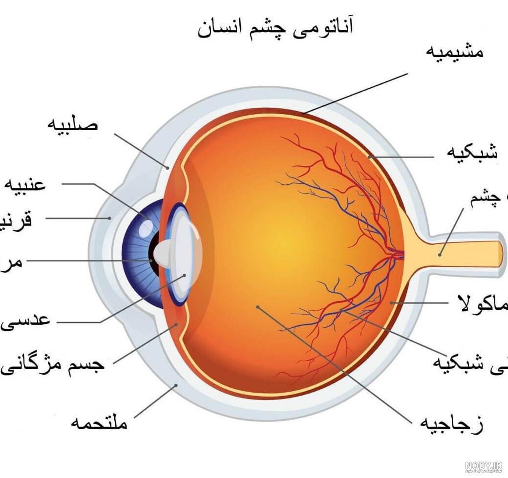 آشنایی با ساختمان و آناتومی چشم, علوم پنجم دبستان - شرکت خلاق شباهنگ