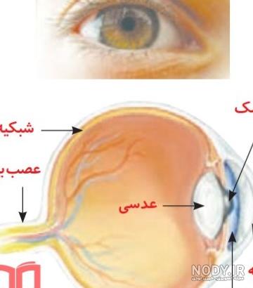 آموزش اعضای چشم با نقاشی- علوم پنجم