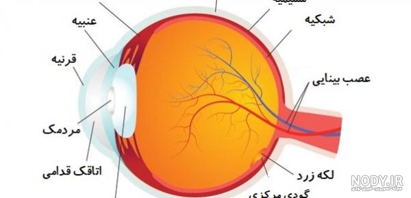 تحقیق در مورد چشم انسان و اجزای آن - دانشچی
