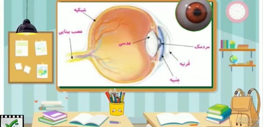 تشریح و ترسیم ساختمان چشم در پایه پنجم – دبستان پسرانه – سرخس