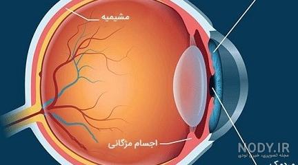 خرید و قیمت پاورپوینت آموزش ساختمان چشم علوم پنجم ابتدایی | ترب