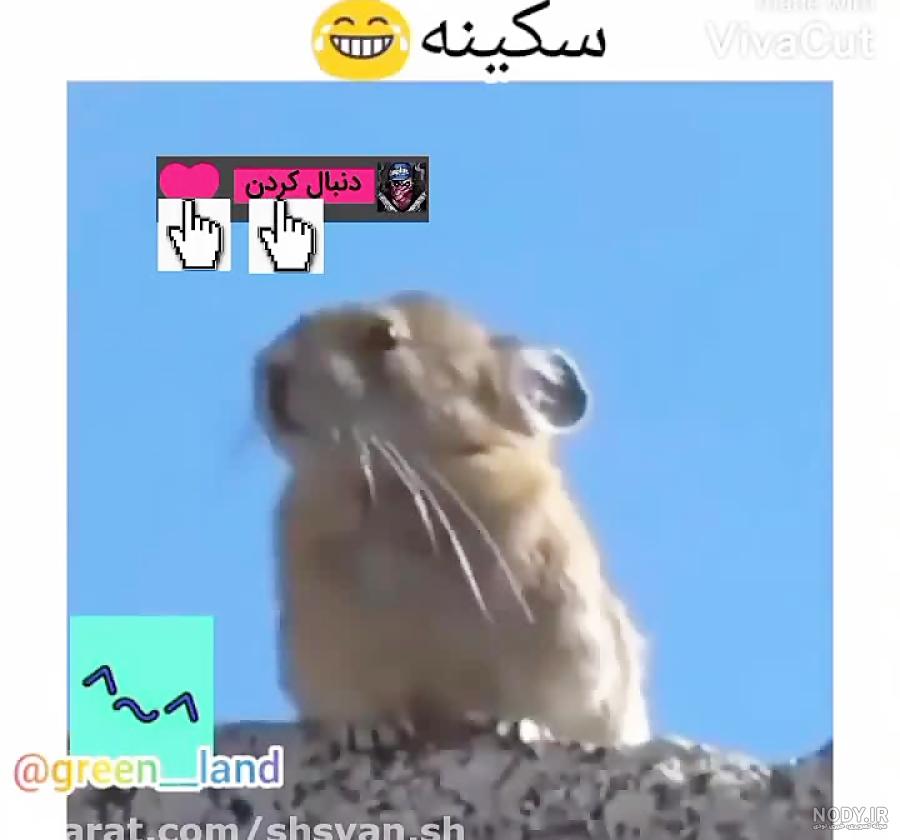 طنز حیوانات | کلیپ طنز خنده دار | ترس گربه ها از خیار طنز حیوانات | کلیپ طنز خنده دار | ترس گربه ها از خیار
